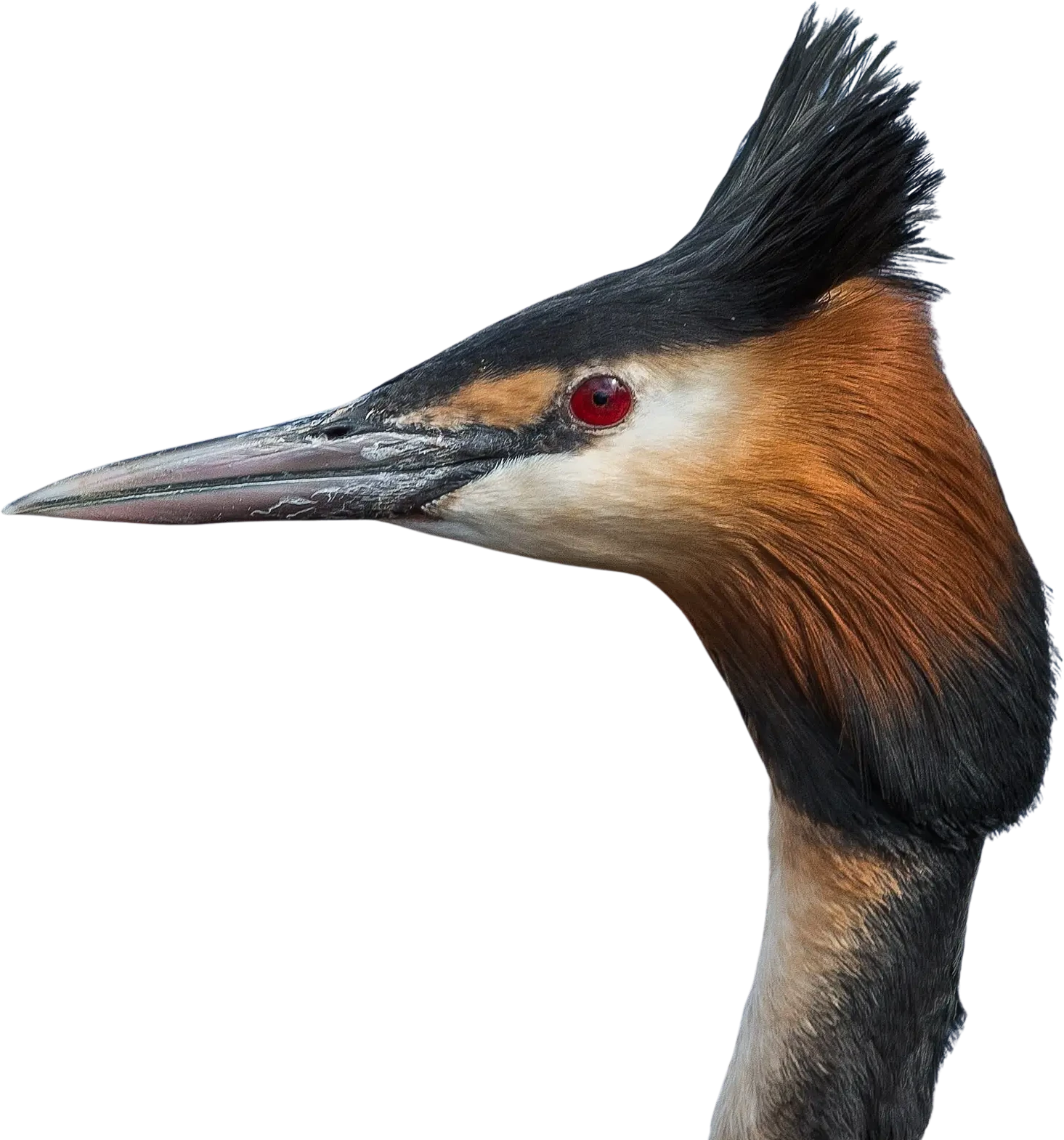 a great crested grebe looking at the reader intensely